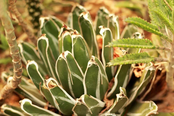Green cactus in the garden — Stock Photo, Image