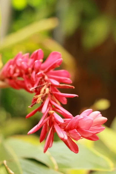 Fiore rosso nella natura — Foto Stock