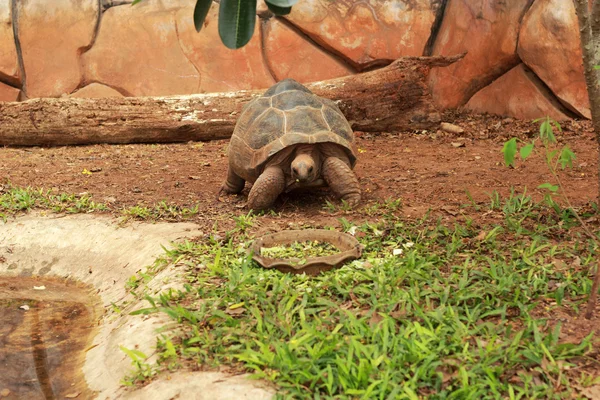 Kruipende schildpad in de natuur — Stockfoto