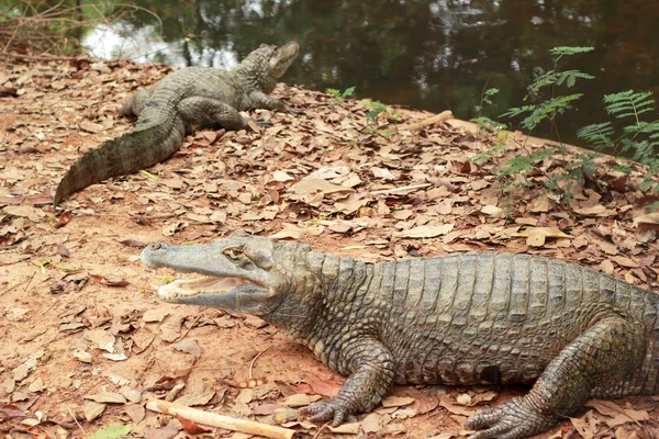 Crocodilo na natureza - no chão . — Fotografia de Stock