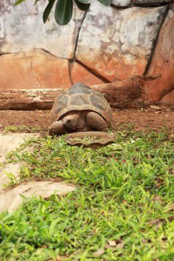 doğada gezinme kaplumbağa