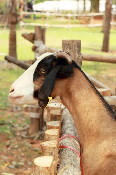 Närbild get i naturen — Stockfoto