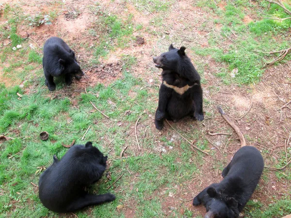 Bears herd in the nature — Stock Photo, Image