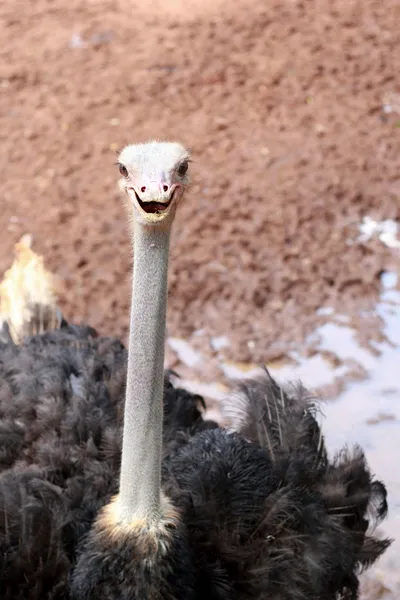 Ostrich in the farm with nature — Stock Photo, Image