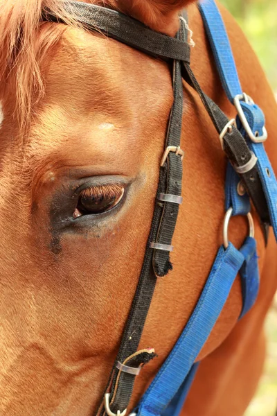 Лицо лошади на ферме — стоковое фото