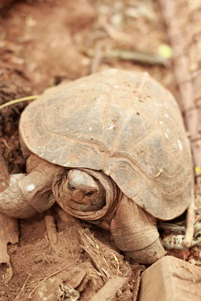 Tartaruga rastejando na natureza — Fotografia de Stock
