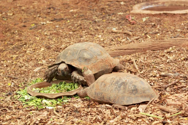 Kruipende schildpad in de natuur — Stockfoto
