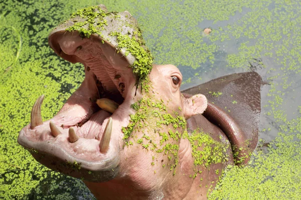 Hippo portrait in the nature — Stock Photo, Image