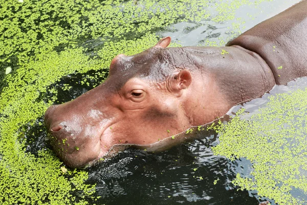 Hippo portrait in the nature — Stock Photo, Image