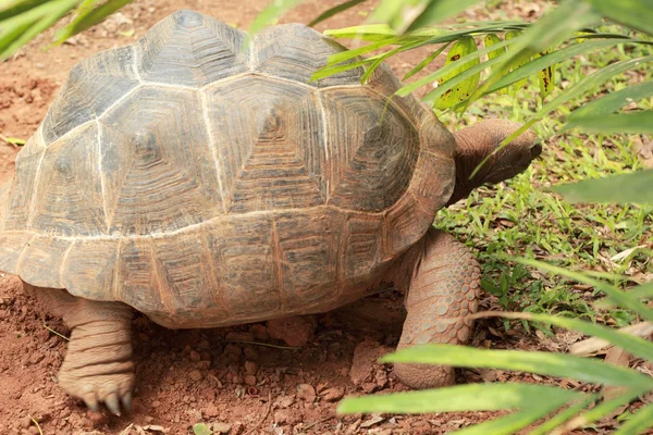 Tartaruga rastejando na natureza — Fotografia de Stock