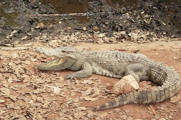 Krokodil a természetben - a földön. — Stock Fotó