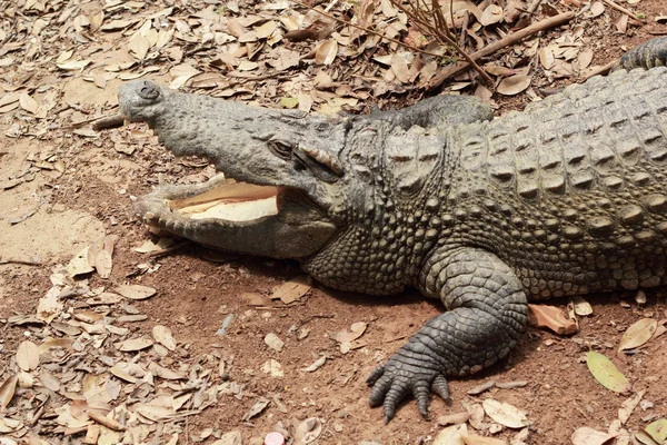 Crocodilo na natureza - no chão . — Fotografia de Stock