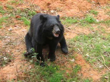 Ayılar sürüsü doğal 