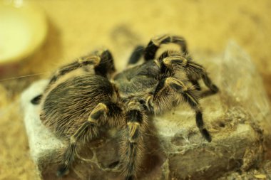 Tarantula örümceği yakın çekim
