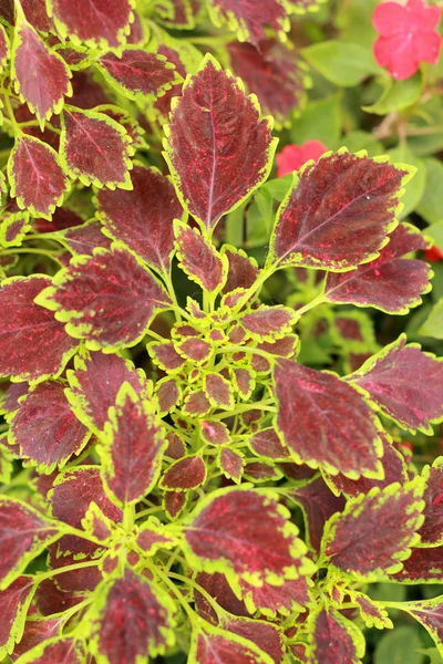 Foglie verdi e rosse in giardino — Foto Stock