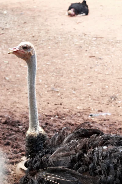 Struisvogel in de farm met de natuur — Stockfoto