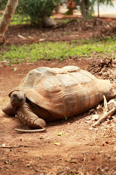 Crawling tortoise in the nature — Stock Photo, Image