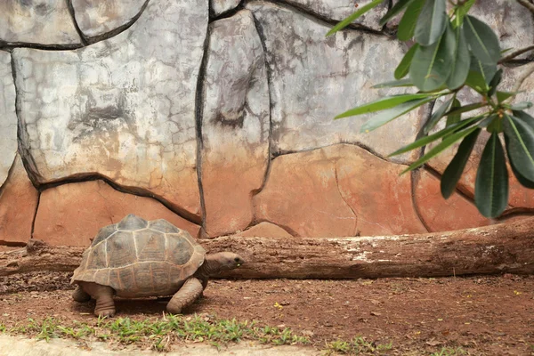 Kriechschildkröte in der Natur — Stockfoto