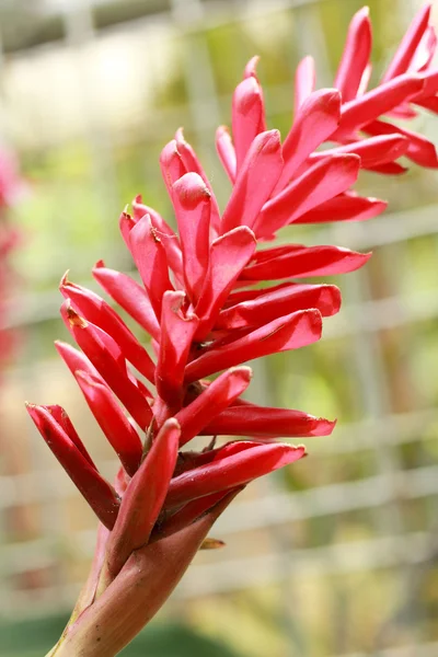 Flor vermelha na natureza — Fotografia de Stock