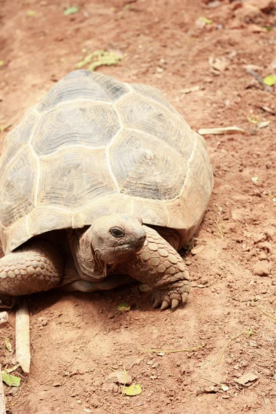 Crawling tortoise in the nature Royalty Free Stock Photos