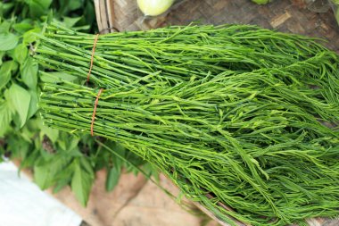 Akasya pennata Tay taze Pazar