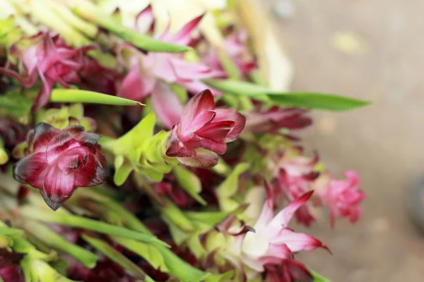 Tulipán květ Siam na trhu — Stock fotografie
