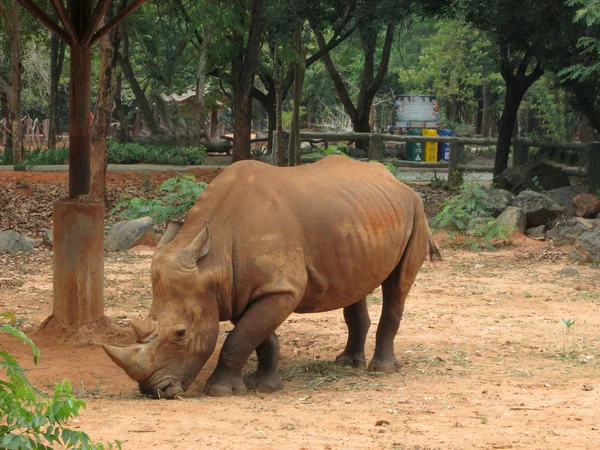 Rinoceronte asiático pastando en la naturaleza — Foto de Stock