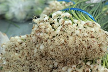 taze soğan yakın çekim