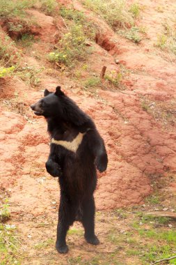 Ayılar sürüsü doğal 
