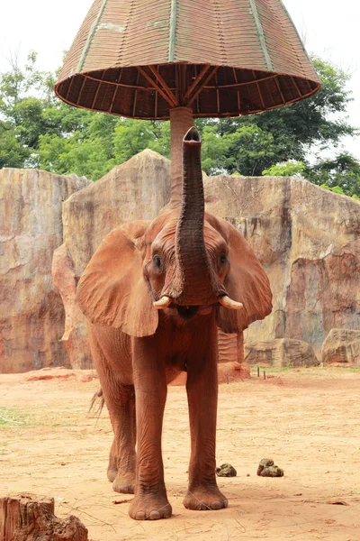 Slon africký v přírodě — Stock fotografie