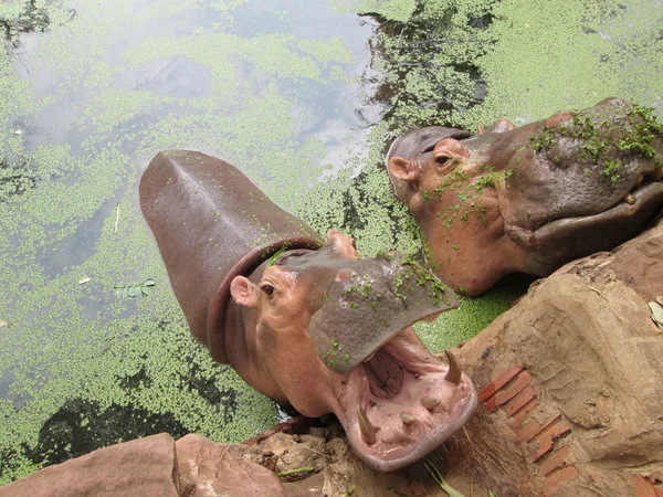 Hippo portret in de natuur — Stockfoto