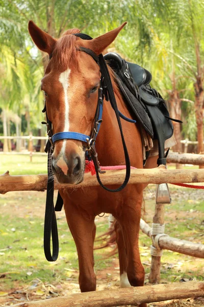 Gros plan cheval dans la ferme — Photo