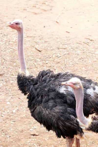 Devekuşu çiftliğinde doğa ile — Stok fotoğraf