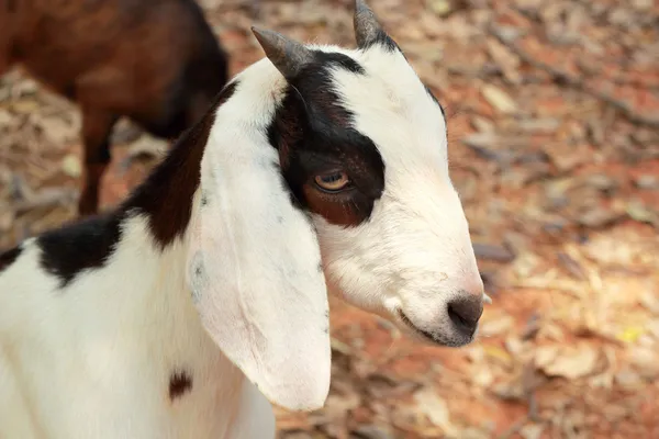 Close-up goat in the nature — Stock Photo, Image