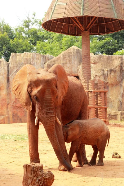 Ein Baby und Mutter Afrikanischer Elefant — Stockfoto