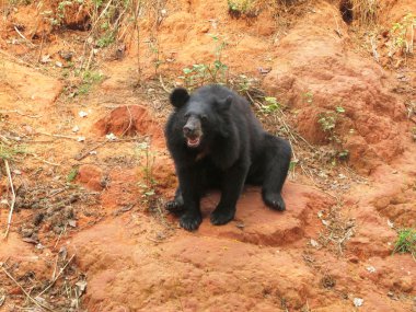 Ayılar sürüsü doğal 