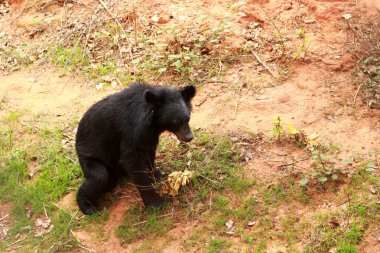 Ayılar sürüsü doğal 