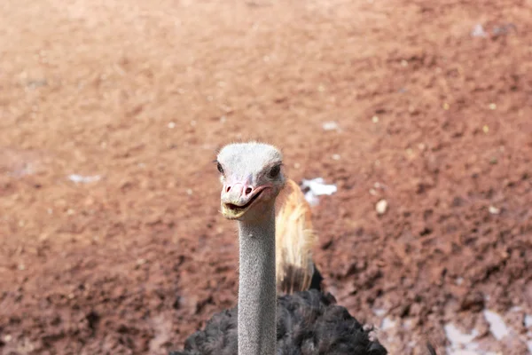 Struisvogel in de farm met de natuur — Stockfoto