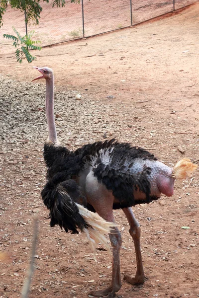 Avestruz en la granja con la naturaleza — Foto de Stock