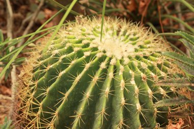 Bahçedeki yeşil kaktüs