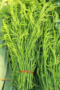 Akasya pennata Tay taze Pazar