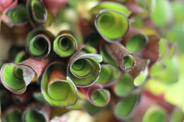 Zöld leveles zöldségek, a piacon. — Stock Fotó