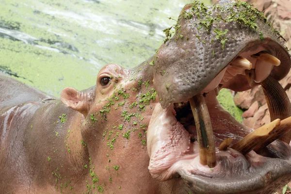 Hippo portrait in the nature — Stock Photo, Image