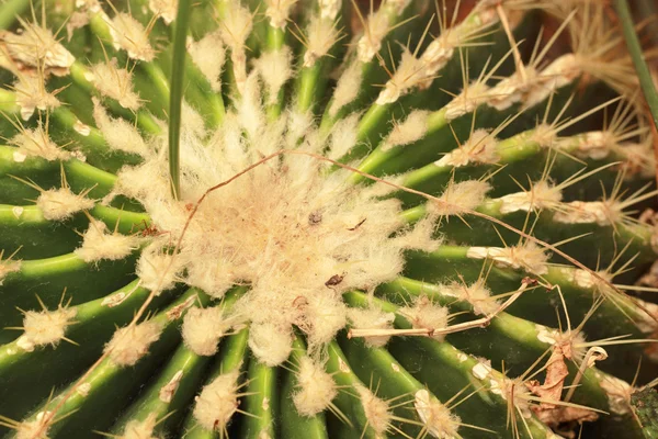 Green cactus in the garden — Stock Photo, Image