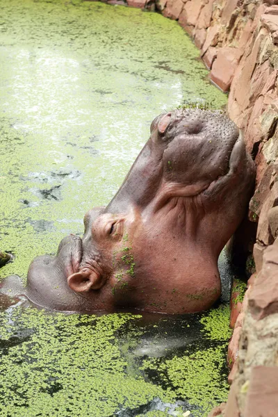 Hippo portrait in the nature — Stock Photo, Image