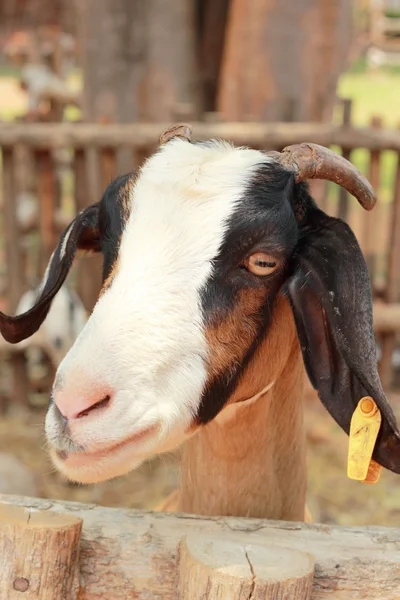 Close-up goat in the nature — Stock Photo, Image