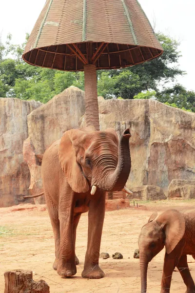 Un bébé et une mère éléphant d'Afrique — Photo