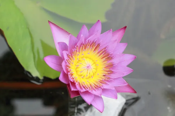 Colorful of lotus flower - pink and purple — Stock Photo, Image