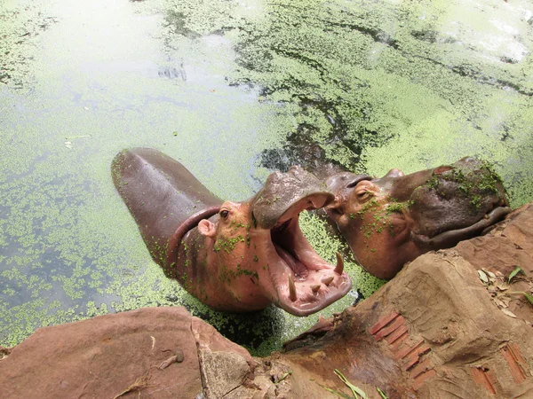 Retrato de hipopótamo na natureza — Fotografia de Stock