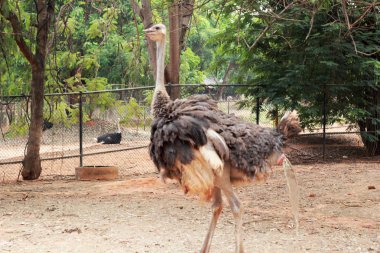 Devekuşu çiftliğinde doğa ile